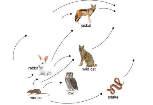 Place the organisms in the correct locations in this food web.