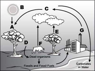 Plz answerlook at the following diagram of the carbon cycle. an image of carbon cycle is shown