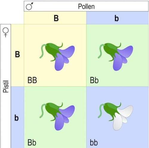 Consider the genetic cross between two purple-flowered pea plants. in this example,heterozygous purp