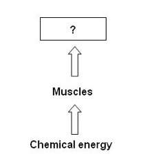 Muscles convert chemical energy into a) light energy.  b) nuclear energy.  c) mech