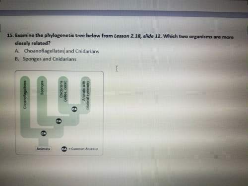 Examine the phylogenetic tree below from lesson 2.18,slide 12. which two organisms are more closely