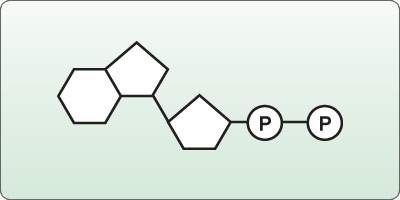 What is the correct illustration of an adp molecule?