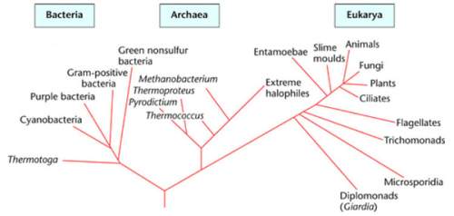 What conclusion about the bacteria domain could be made from the phylogenetic tree below?