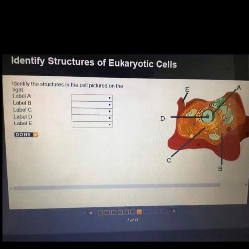 Identify the structures in the cell pictured on the right. label a label b l