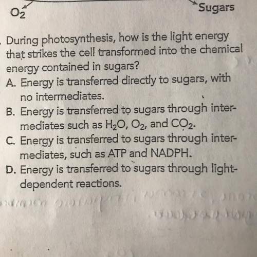 During photosynthesis, how is the light energy that strikes the cell transformed into the chemical e