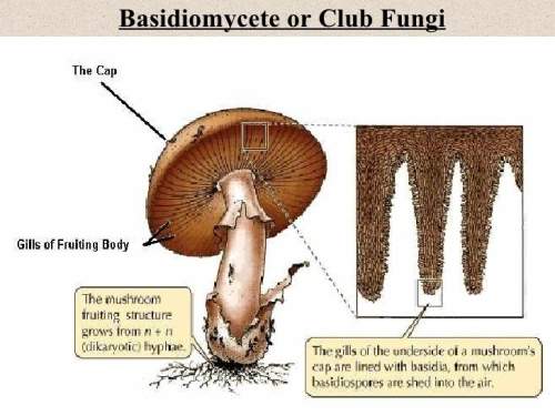 Club fungi reproductive structures are shown in the image below. what benefits are there in having t