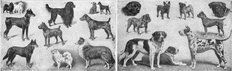 This illustration from an old textbook shows some of the over 150 different dog breeds that can be s