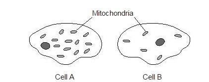 "one possible conclusion that can be drawn about the activity of these two cells is that (1)mo