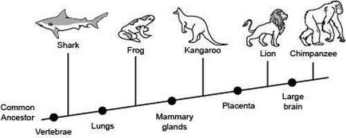 The following diagram shows the branching tree diagram of some animals.  which derived c