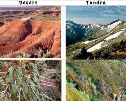 it is hard to believe, but the desert and the tundra have a lot in common! the most obv