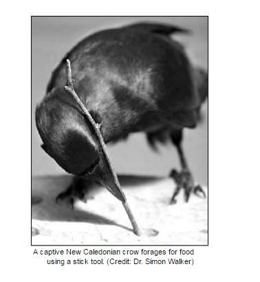 "new caledonian crows consume a wide range of foods. these crows require tools to extract the larvae
