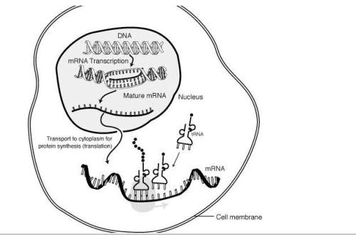 After mature mrna is created (see first diagram) where might it go (see second diagram)?