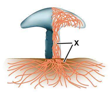 Answer asap the diagram shows the inside structure of a fungus. which best describes the