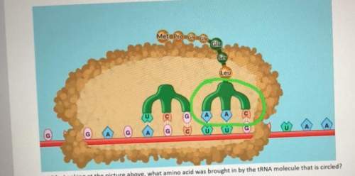Looking at the picture above, what amino acid was brought in by the trna molecule that is circled? &lt;