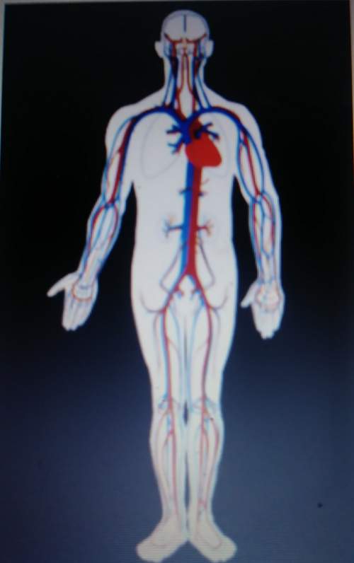 The blue areas in this image represent the body parts that transport deoxygenated blood throughout t