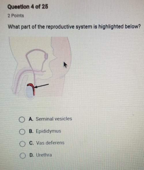 What part if the reproductive system is highlighted below