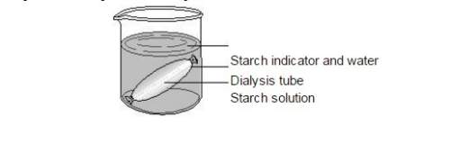 "a student filled a dialysis tube with 97% water solution and sealed the ends. the tube and its cont