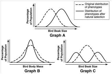 Which of the three graphs shown in figure 17-5 might show a population of birds with members that sp