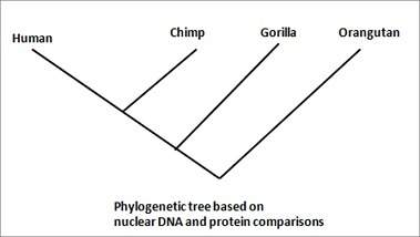 According to the biomolecular data, we could infer that  a)  the four organisms do
