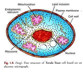 What is a lipid inclusion? as shown in this picture of a fungi cell: