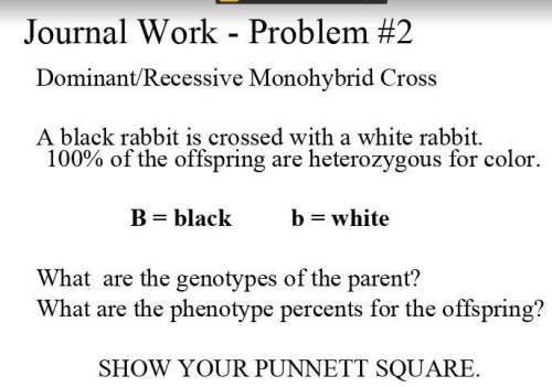 Describe the phenotypes and genotypes of the rabbits. for your i honestly have no idea how to do t