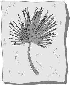 The picture shows a fifty-two-million-year-old palm leaf fossil from a palm tree that was found in w