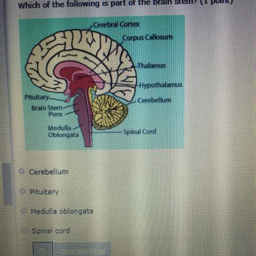 Which of the following is part of the brain stem?  a) cerebellum b) pituitary