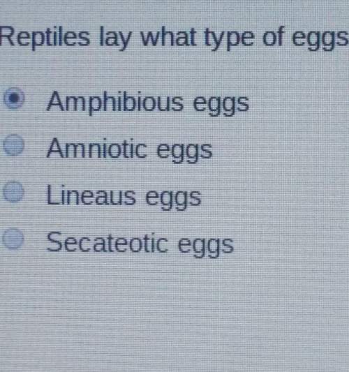 Reptiles lay what kind of eggs?