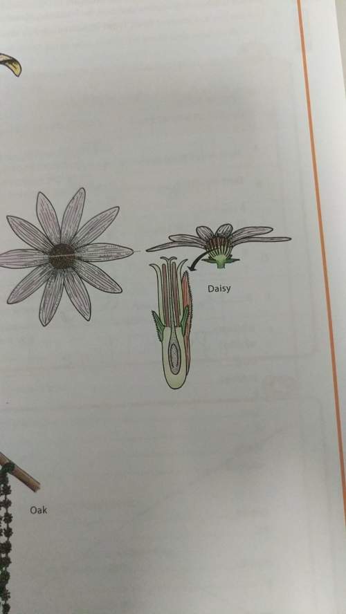 Will give brainliest answer and ! pease let me know if this daisy flower is composite or non
