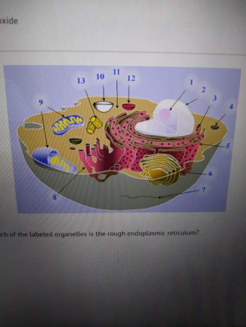 In the animal cell, which of the labeled organelles is the rough endoplasmic reticulum?