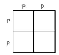 1.the punnett square above shows a cross between two sweet pea plants in mendel's greenhouse.