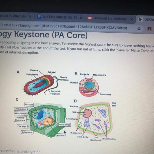 What cell should be classified as prokaryotic?