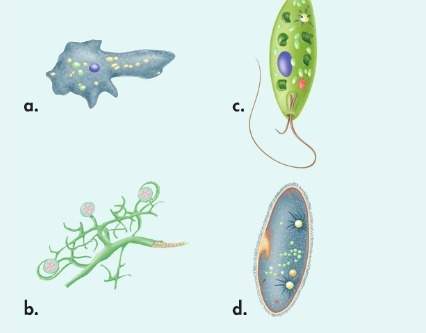 Which of the following protists moves by the means of cilia?