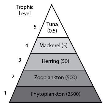 The diagram below shows a marine food chain with the amount of energy available to each trophic leve