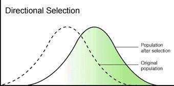 The graph below is of directional selection. which statement can be supported by the evidence shown