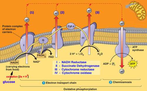 Describe the energy-related pathways of the electron transport chain and chemiosmosis. include a dis