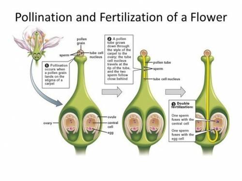In which order does sexual reproduction take place in plants?  a.  pollination, germination, fertili
