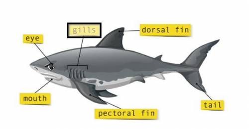 Sharks and whales look similar, but they’re different types of animals. whales are mammals, while sh