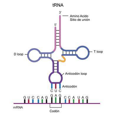 The two parts of trna molecule that function in protein synthesis are  a. an anticodon and an amino