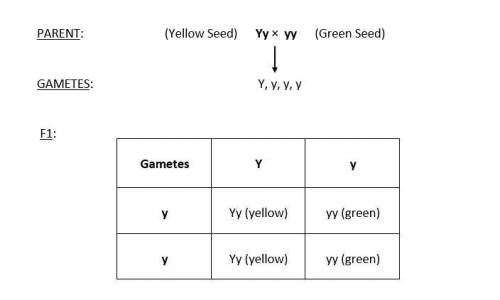 Use the punnett square to predict the phenotype of the offspring if a plant heterozygous for yellow