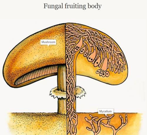 Which structure, if cut off, will hamper sexual reproduction in fungi?  a. hyphae b. fruiting body c