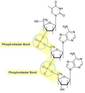 What holds the monomers of a single strand of nucleic acid together in a chain?