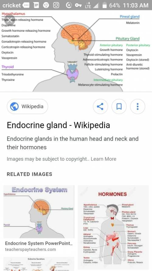 What is the purpose of endocrine glands.