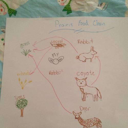 Make a food chain, it needs bugs plants and animals. i really need the . also!  its a prairie food c