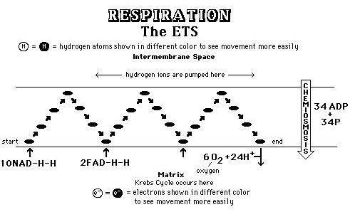 Electric charge drives this series of pumps and triggers known as eta reactions. what is the next ef