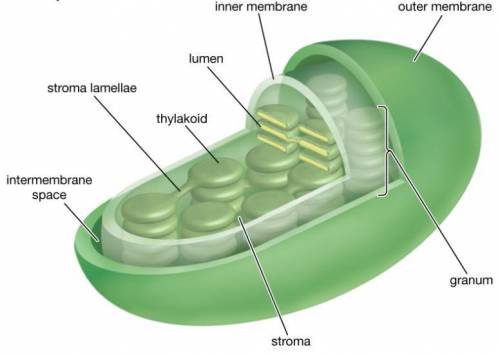 Im found only in plant cells im as green as can be i make food for the plant using the suns energy w