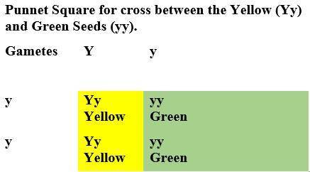 Aplant heterozygous for yellow seeds is crossed with a plant homozygous for green seeds. use the pun