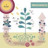 What is te progress of photosynthesis ?