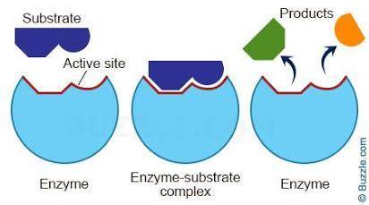 How does the shape of an enzyme affect its function?  a. the shape holds molecules that provide more