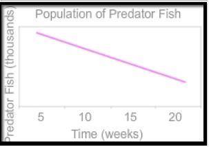 In this marine food web, the small fish is the prey for the predator fish. currently, humans are har